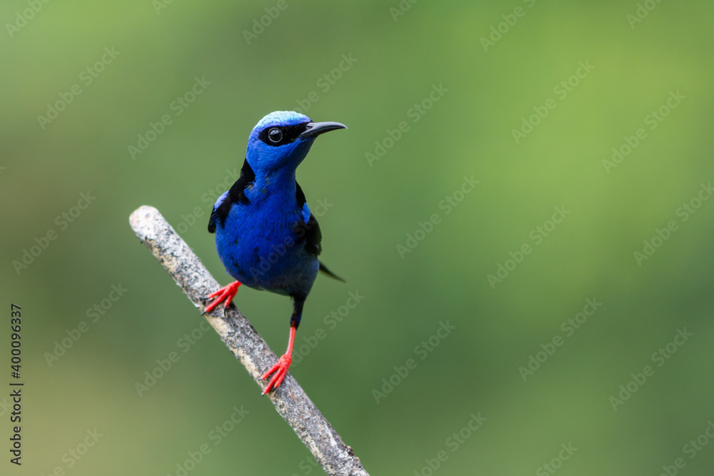 Red Legged Honeycreeper on Green Background Red Legged Honeycreeper on Green Background