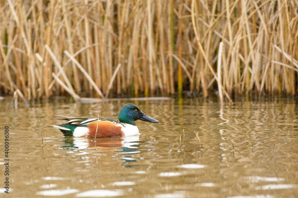Northern Shoveler Duck Drake male swimming Northern Shoveler Duck Drake male swimming