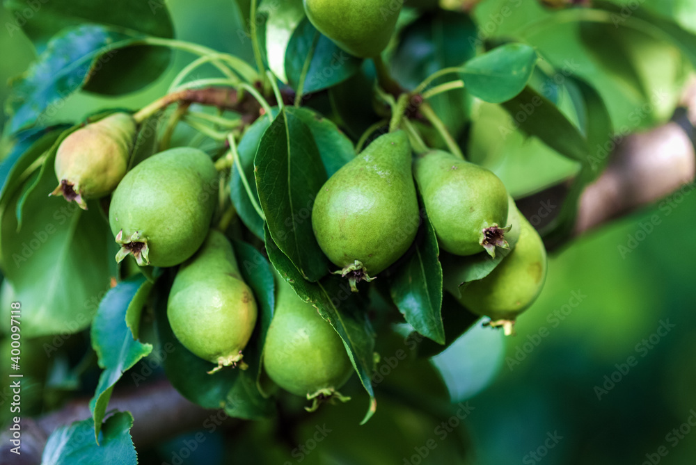 Small unripe green pear fruits (Pyrus communis L.) in summer orchard, closeup Small unripe green pear fruits (Pyrus communis L.) in summer orchard, closeup