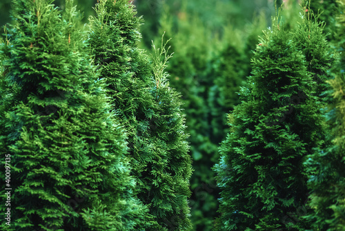 Northern white-cedar (Thuja occidentalis) trees in tree nursery