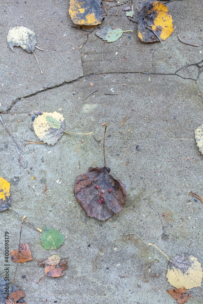 fallen leaves in autumn. Natural background. There is a place for text