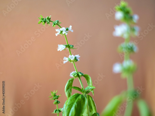 Flowers of basil plant  close view  soft blurred background with another flowering basil plant.