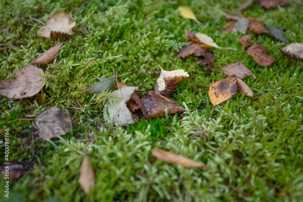 Leaves, moss, grass. Close-up. Natural background Leaves, moss, grass. Close-up. Natural background