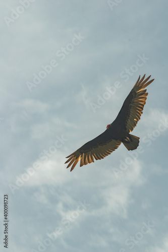Vulture Soaring the Thermal