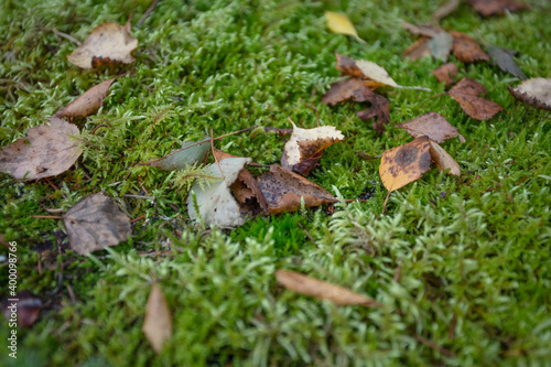 Leaves, moss, grass. Close-up. Natural background