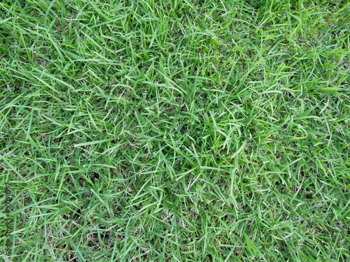 closeup of green grass texture for background.