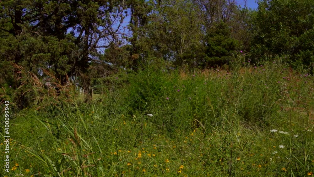 Slow pan left to right in slow motion of a landscape of wildflowers and thistle ending on a field with power lines. Slow pan left to right in slow motion of a landscape of wildflowers and thistle ending on a field with power lines.