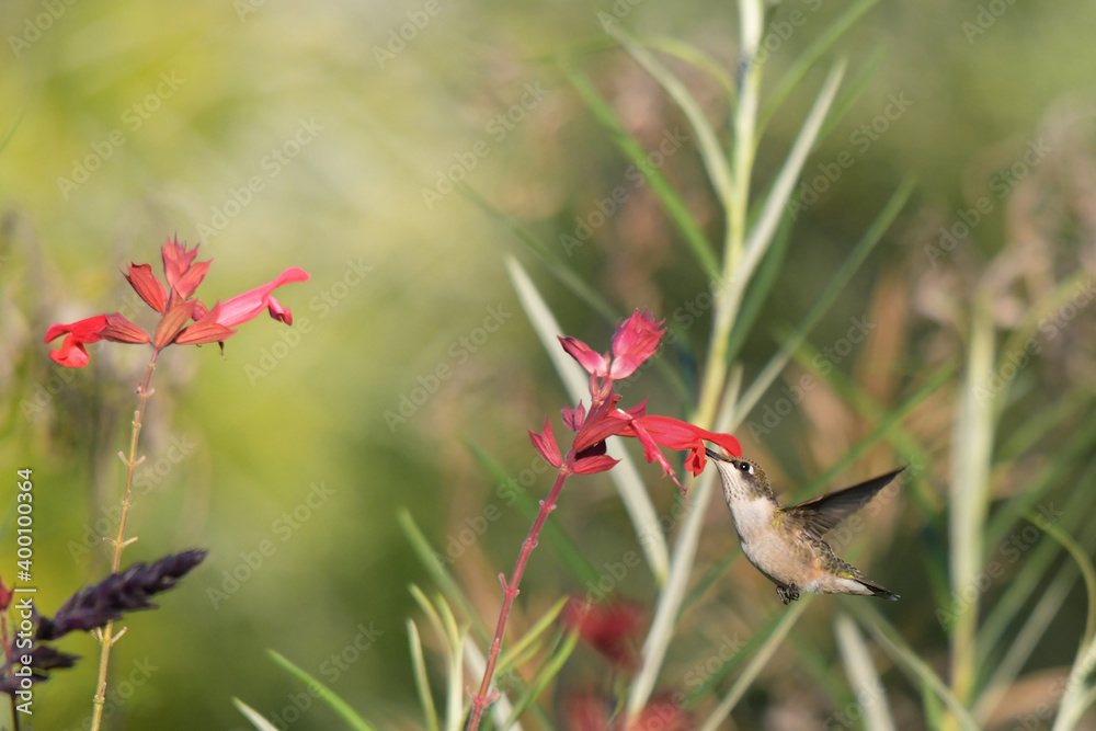 Image of Hummingbird in natural setting Image of Hummingbird in natural setting