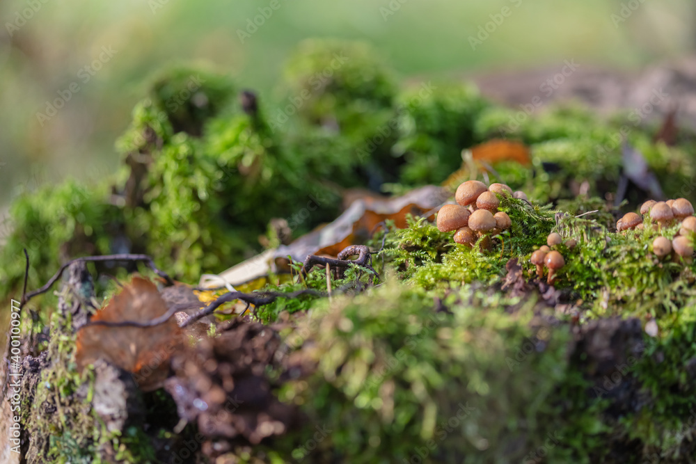 Leaves, moss, grass, mushrooms. Close-up. Natural background Leaves, moss, grass, mushrooms. Close-up. Natural background