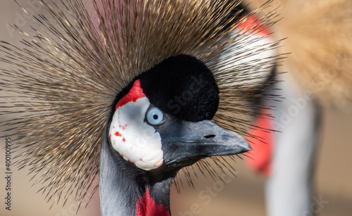 Φωτογραφία grey crowned crane