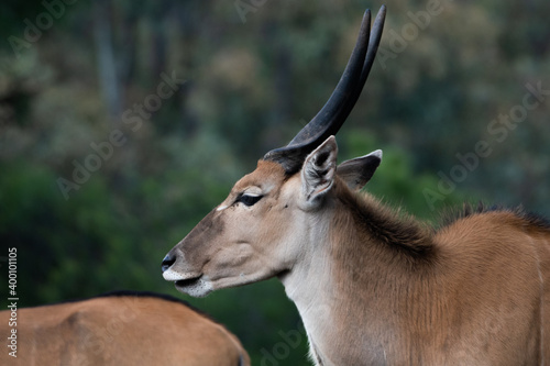 impala antelope 