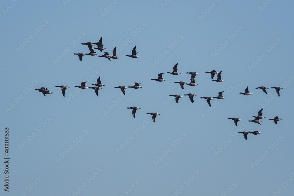 Brent Geese in flight, Brent Goose, Branta bernicla in Devon in England, Europe Brent Geese in flight, Brent Goose, Branta bernicla in Devon in England, Europe