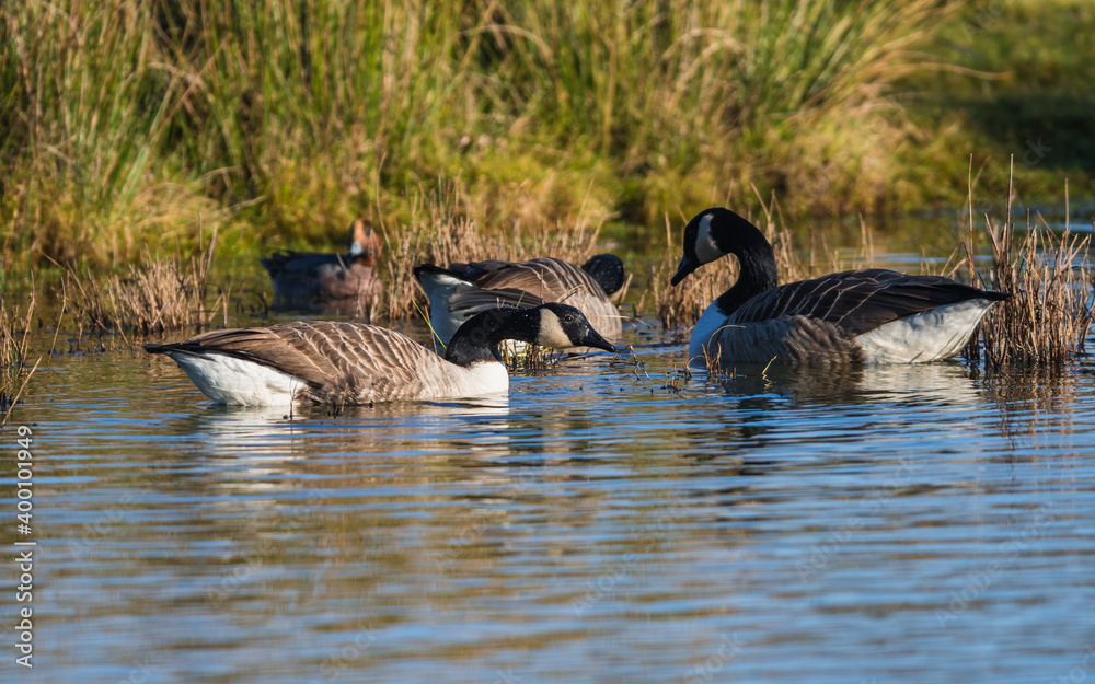Canada Geese, Canada Goose, Branta Canadensis in environment