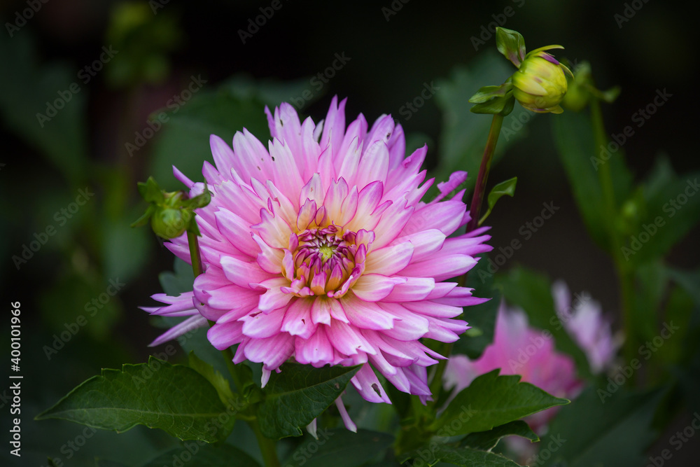 Image of flower in natural setting Image of flower in natural setting