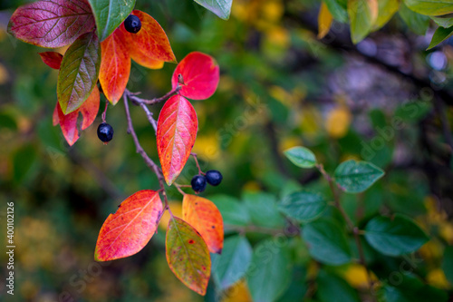 bright autumn background leaves and fruits of chokeberry Bush. High quality photo © kajasja