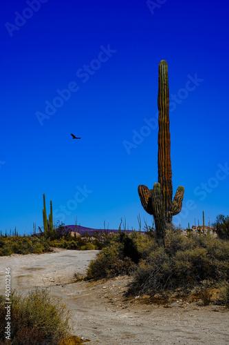 Cactus In Desert With Eagle Flying By 