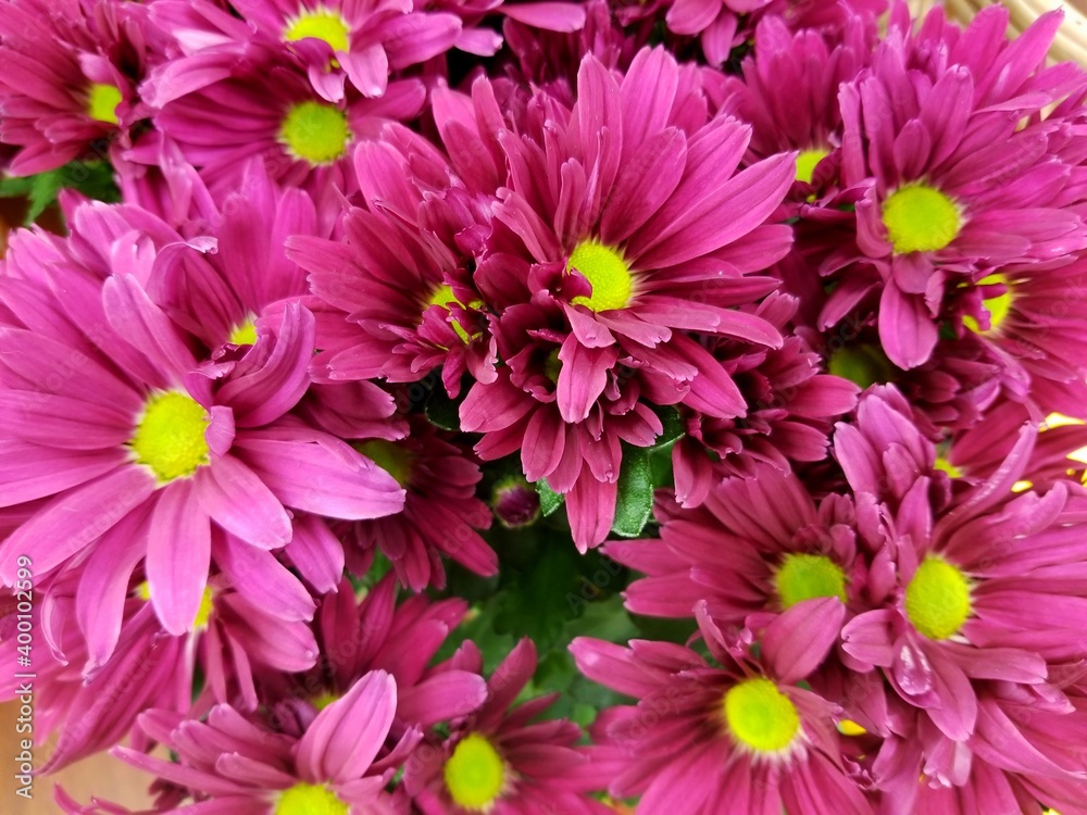 Beautiful purple color of daisy flowers at full bloom Beautiful purple color of daisy flowers at full bloom