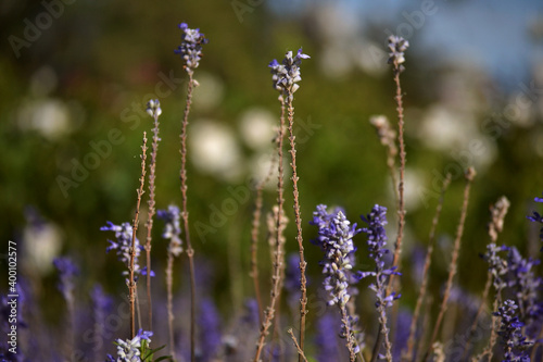 lavender flowers in the field