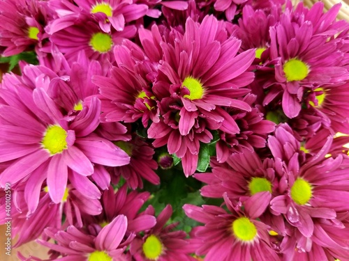 Beautiful purple color of daisy flowers at full bloom