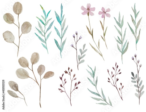 Vintage watercolor meadow plants and flowers. Set of hand painted elements on white background