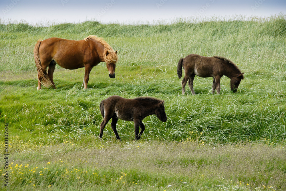 Icelandic horses grazing in field, Iceland