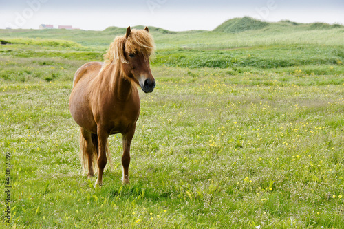 Icelandic horse in field, Iceland