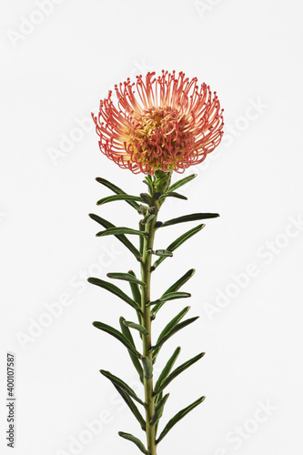 ピンクッション Pincushion Leucospermum