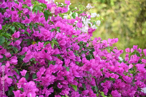 colorful flower Cuernavaca Morelos lush greens exquisite plant tropical exotic green pink red yellow sunlight dappled light golden nature relaxing beautiful fresh bloom bud day