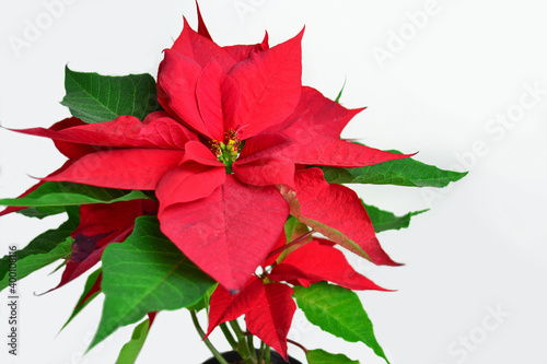 Beautiful poinsettia in red color on white background.