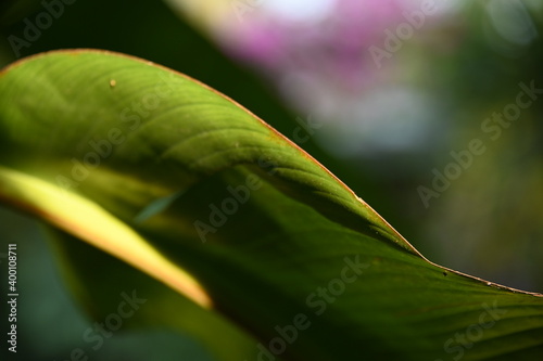 colorful flower Cuernavaca Morelos lush greens exquisite plant tropical exotic green pink red yellow sunlight dappled light golden nature relaxing beautiful fresh bloom bud day