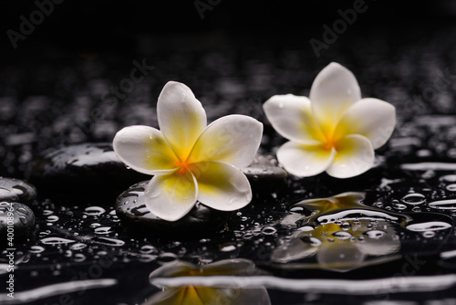 spa still life of with two white frangipani and zen black stones ,wet background 