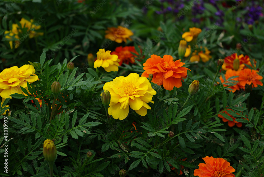 yellow and red flowers yellow and red flowers