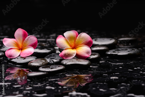 spa still life of with two pink frangipani and zen black stones ,wet background 