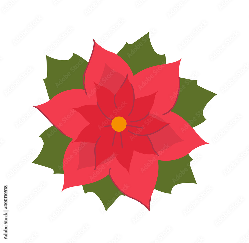 Christmas poinsettia flower blooming bud isolated on white Christmas poinsettia flower blooming bud isolated on white