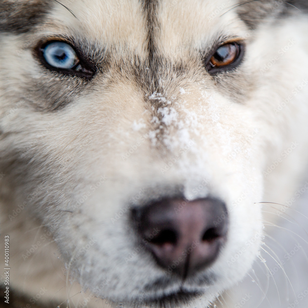 portrait of a malamute dog with multi-colored eyes