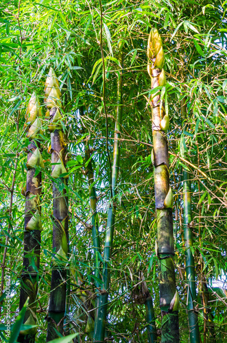 Giant timber bamboo and golden bamboo growing in suburban garden photo