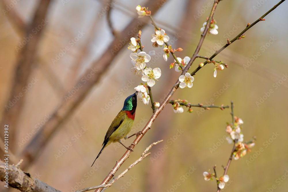 A male Fork-tailed Sunbird sucks Plum Blossom Honey on a branch
A male Fork-tailed Sunbird sucks Plum Blossom Honey on a branch