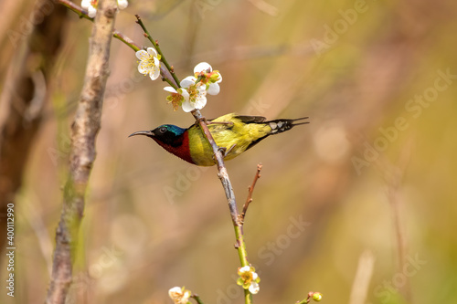 A male Fork-tailed Sunbird is foraging on the branch
