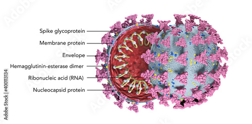 Illustration of the Corona Virus cut open, cell nucleus
 photo