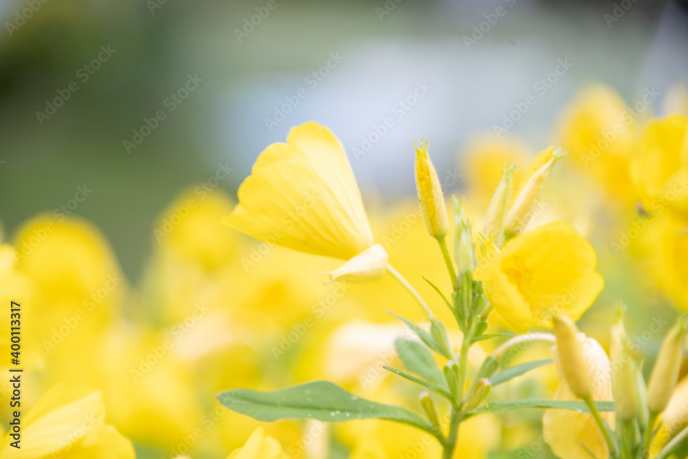 Obraz premium yellow primeroses