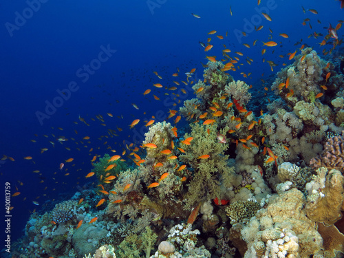 Lyretail anthias Pseudanthias squamipinnis hovering over a healthy coral reef