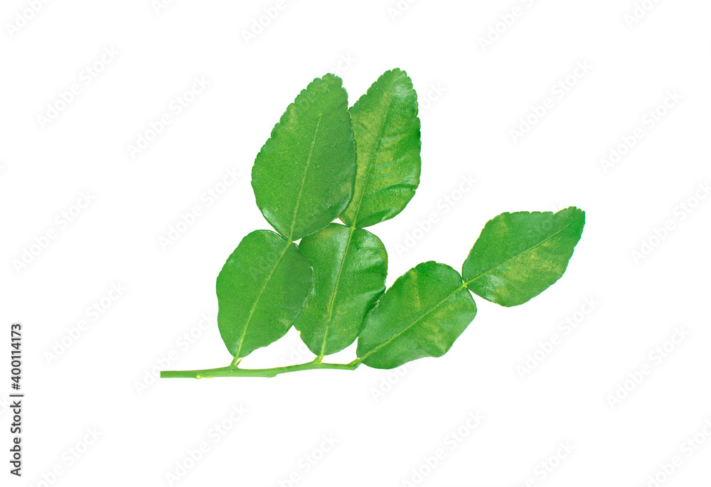 Kaffir lime leaves isolated on white background Kaffir lime leaves isolated on white background