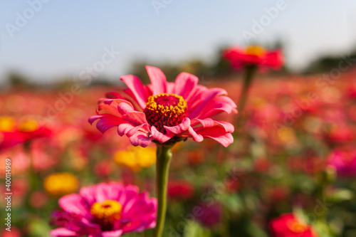 Beautiful Colorful flower background，Beautiful Garden.