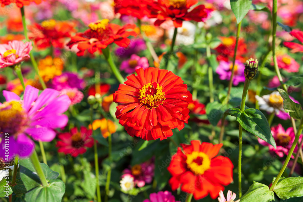 Beautiful Colorful flower background，Beautiful  Garden.