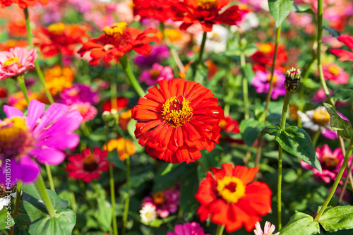 Beautiful Colorful flower background   Beautiful  Garden.