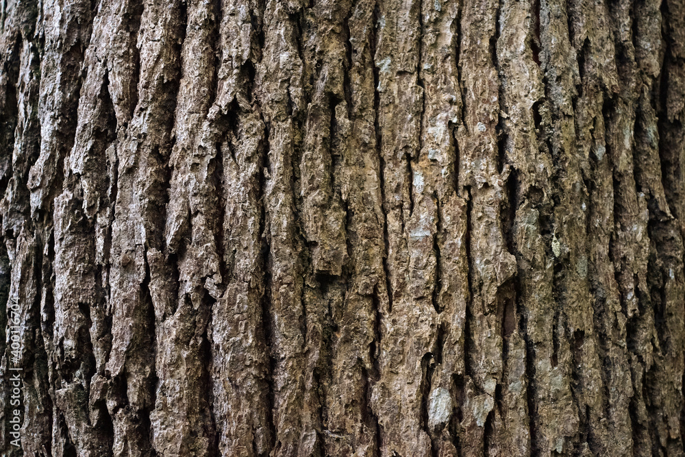 Rustic tree bark texture background Rustic tree bark texture background