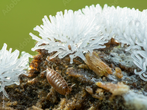Eine Assel und Geweihf  rmige Schleimpilze leben auf morschem Holz. Konzept extreme Makroaufnahmen in der Natur