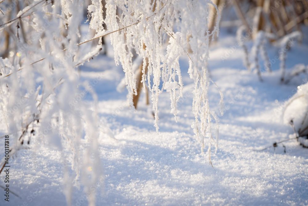 Winter landscape, trees with hoarfrost frosty sunny as a background.