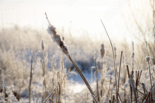 Winter reed with hoarfrost frosty sunny as a background.