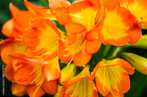 Collection of flowers  anthers and stigmas close up with shallow depth of field.